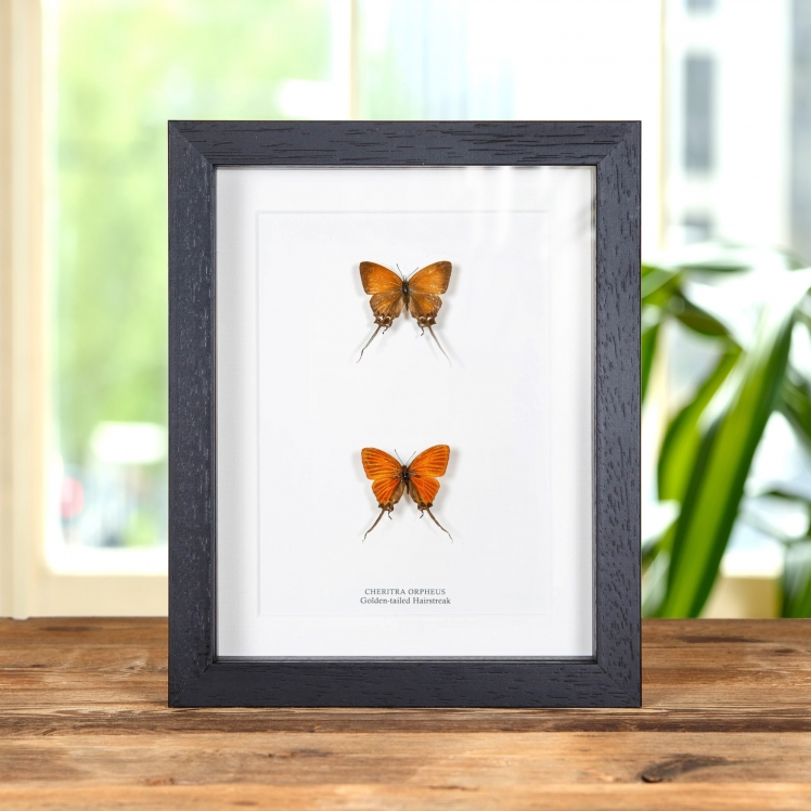 Golden-tailed Hairstreak In Box Frame (Cheritra orpheus)