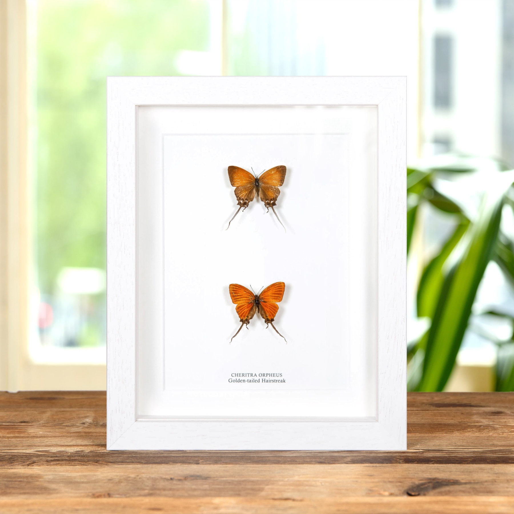 Golden-tailed Hairstreak In Box Frame (Cheritra orpheus)