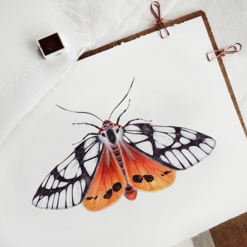 Milky Tiger Moth (Areas galactina) Watercolour Giclée Print