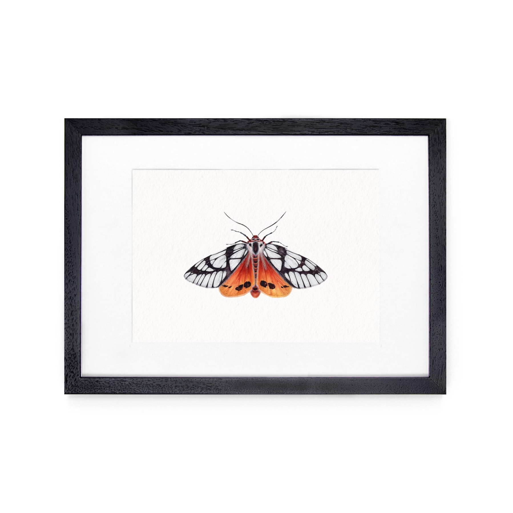 Milky Tiger Moth (Areas galactina) Watercolour Giclée Print