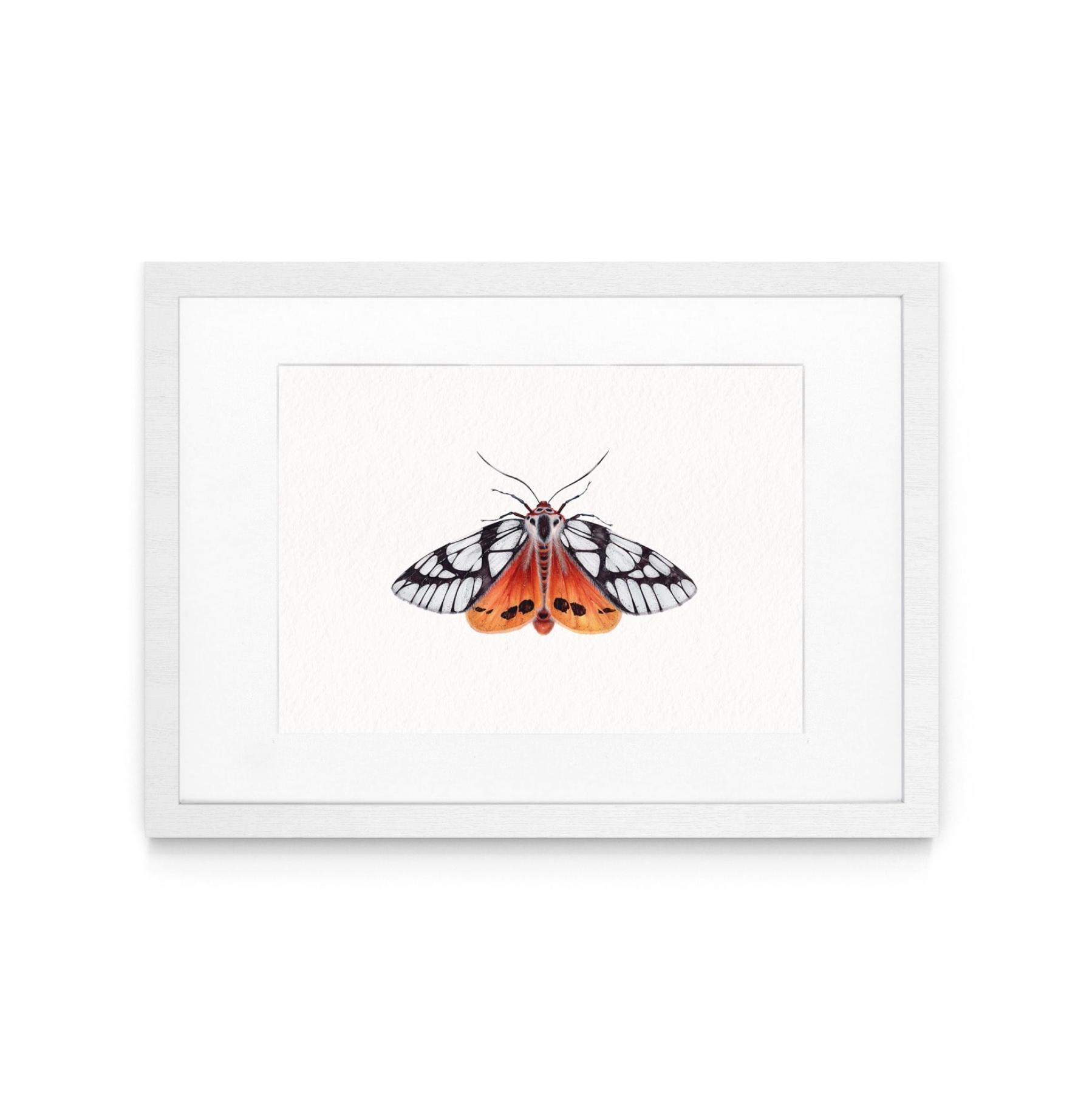 Milky Tiger Moth (Areas galactina) Watercolour Giclée Print