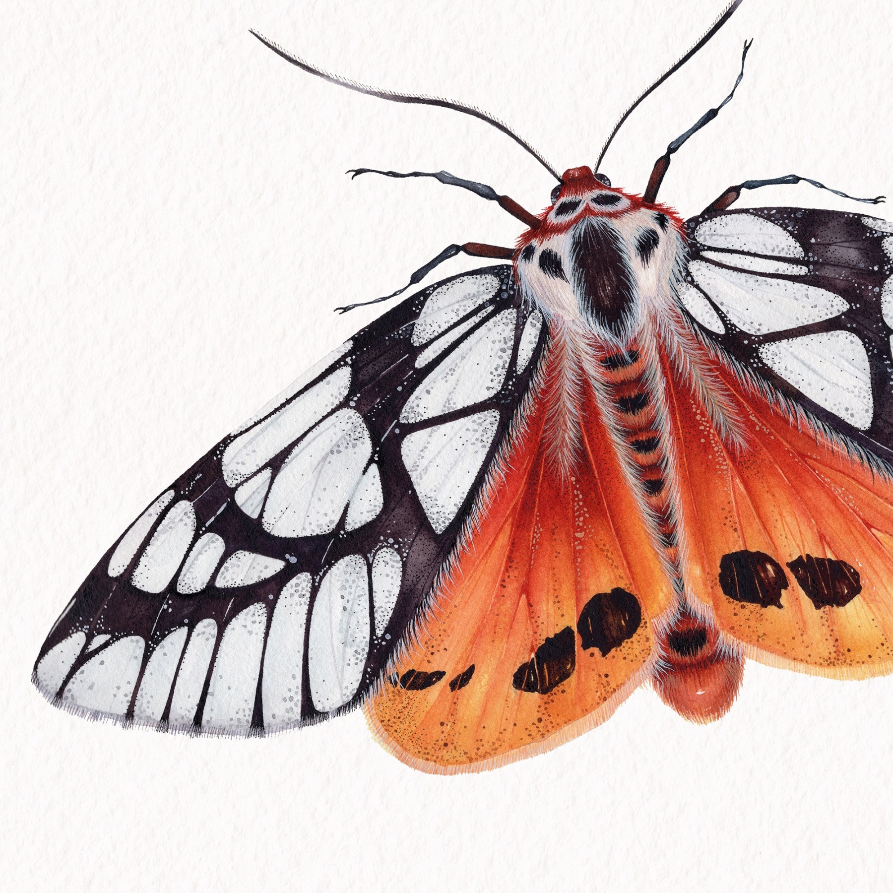 Milky Tiger Moth (Areas galactina) Watercolour Giclée Print