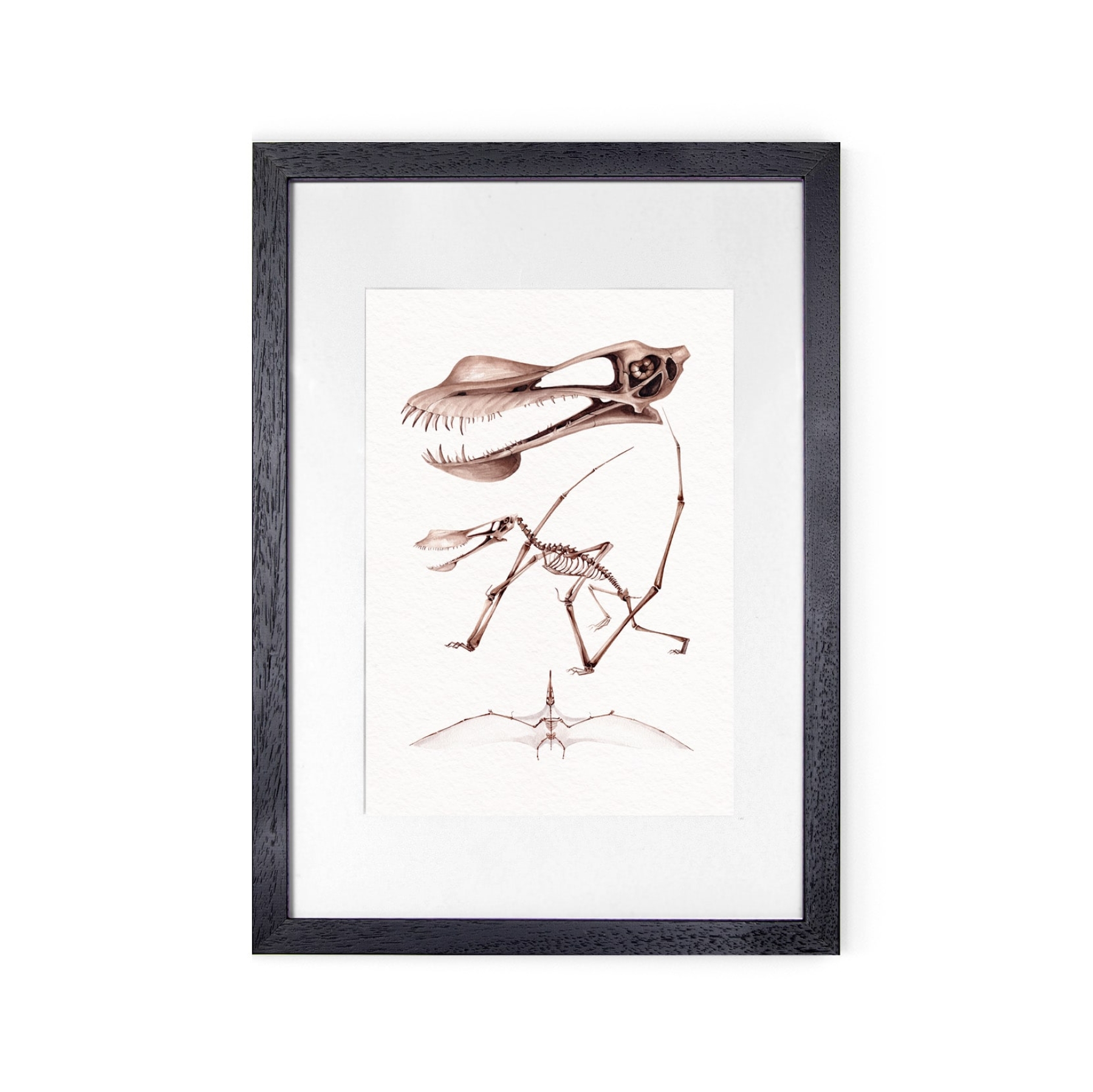 Pterodactyloid Pterosaur Dinosaur (Anhanguera sp) Watercolour Giclée Print Pterodactyloid Pterosaur Dinosaur (Anhanguera sp) Watercolour Giclée Print