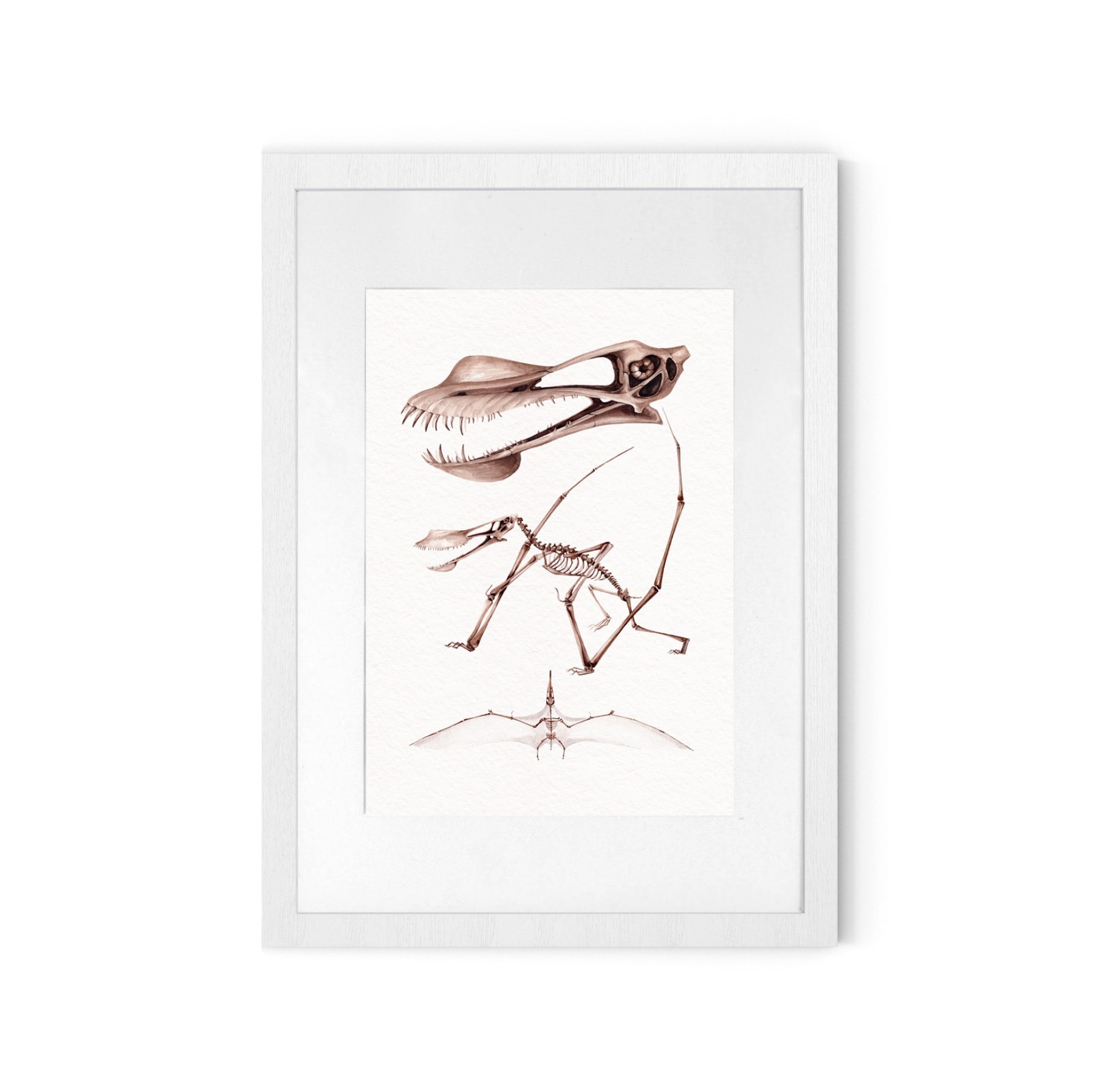 Pterodactyloid Pterosaur Dinosaur (Anhanguera sp) Watercolour Giclée Print Pterodactyloid Pterosaur Dinosaur (Anhanguera sp) Watercolour Giclée Print