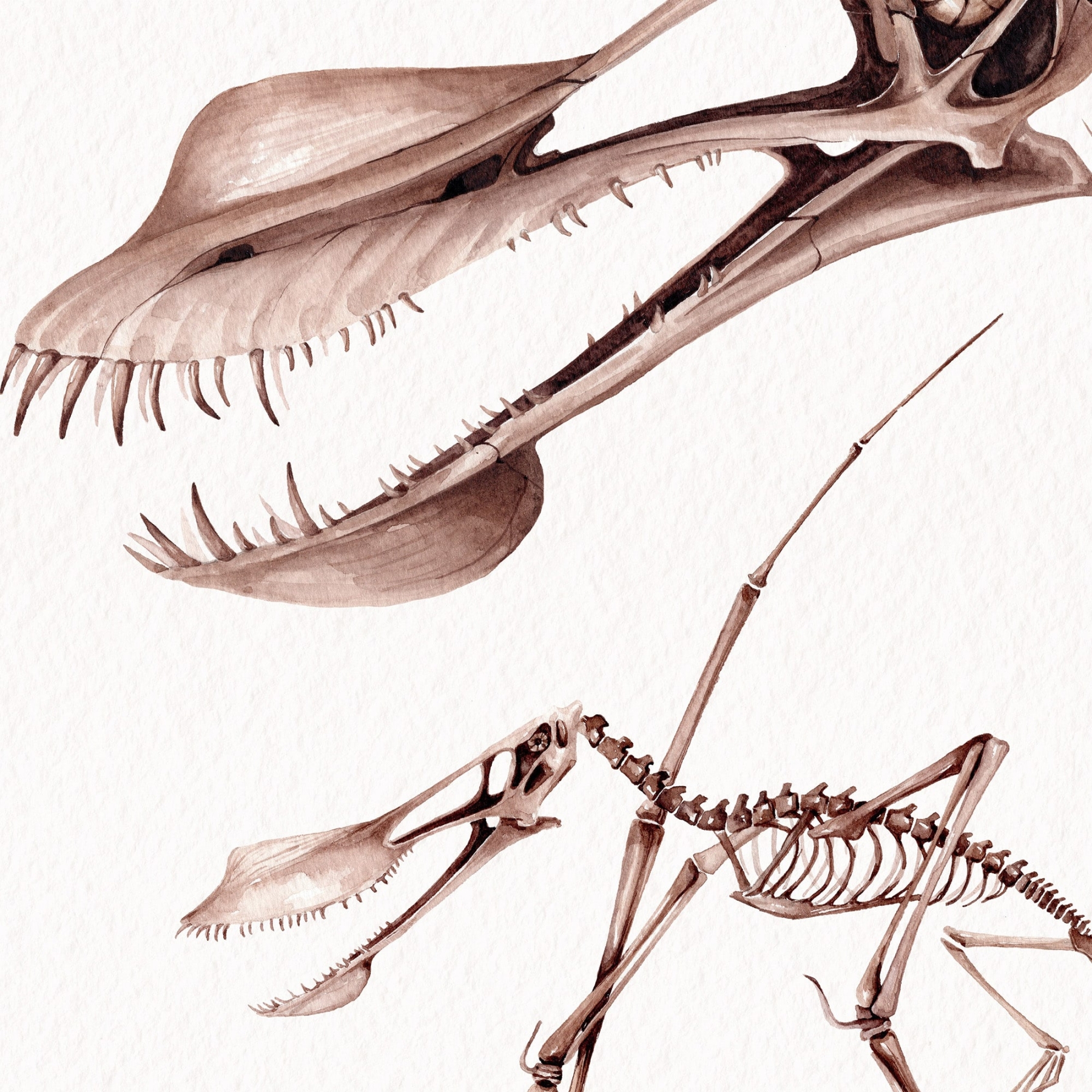 Pterodactyloid Pterosaur Dinosaur (Anhanguera sp) Watercolour Giclée Print Pterodactyloid Pterosaur Dinosaur (Anhanguera sp) Watercolour Giclée Print