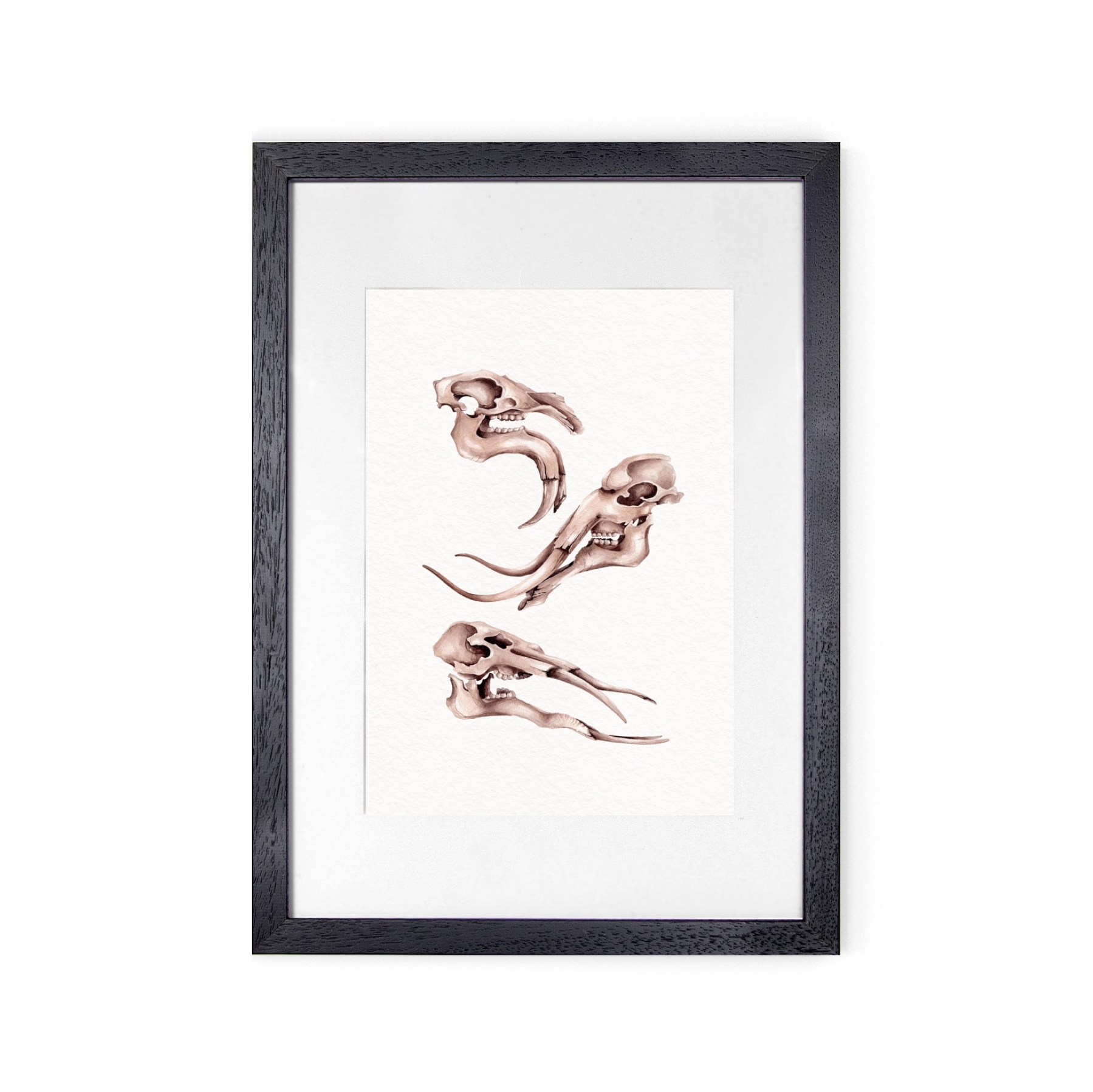 Neades Skeleton Watercolour Giclée Print