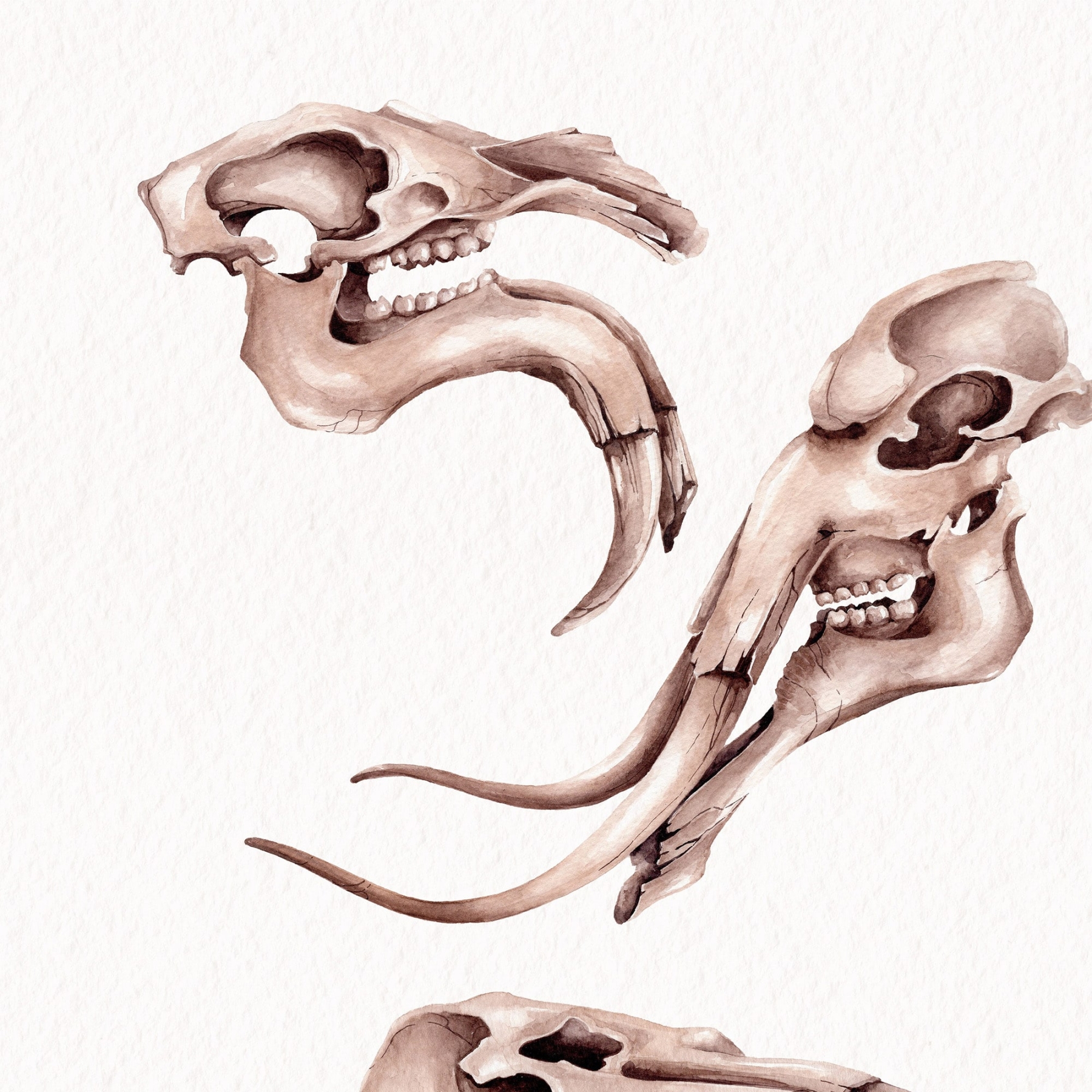 Neades Skeleton Watercolour Giclée Print