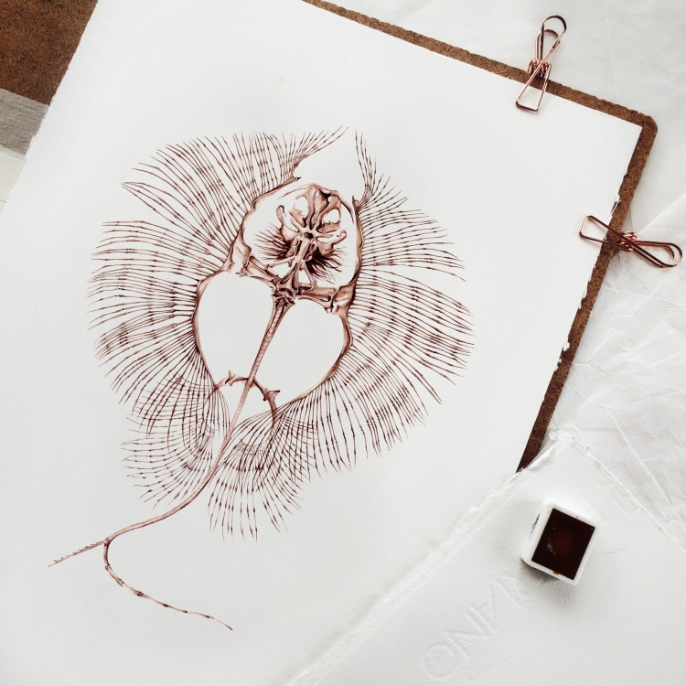 Rhombodus sp Skeleton Watercolour Giclée Print