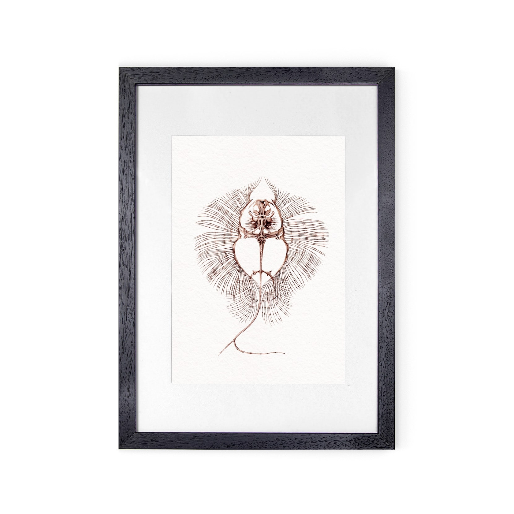 Rhombodus sp Skeleton Watercolour Giclée Print