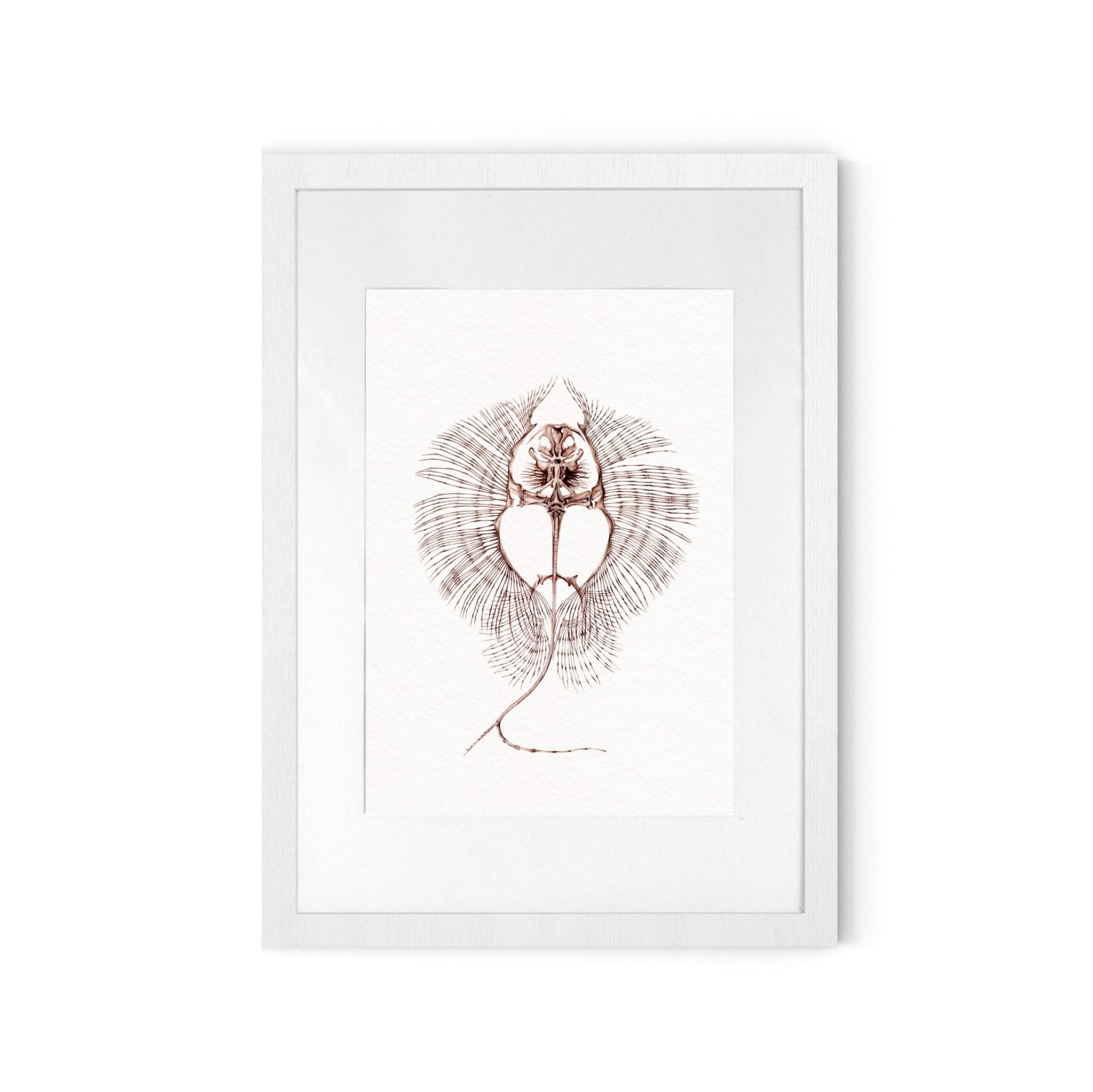 Rhombodus sp Skeleton Watercolour Giclée Print