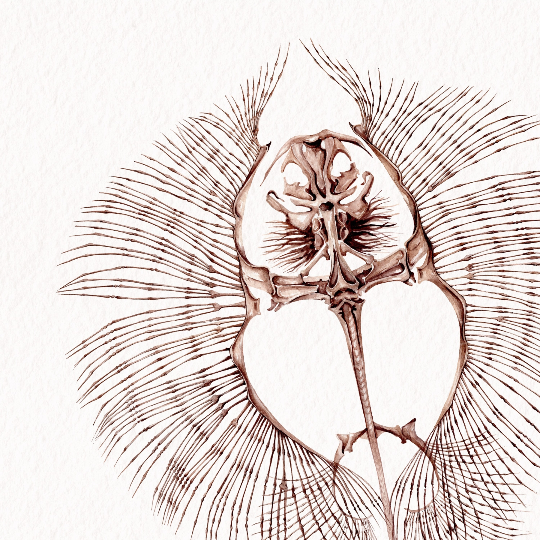 Rhombodus sp Skeleton Watercolour Giclée Print