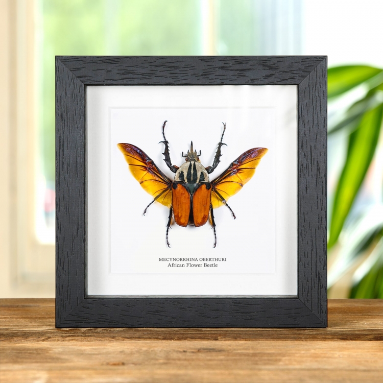 African Flower Beetle in Box Frame (Mecynorrhina oberthuri)