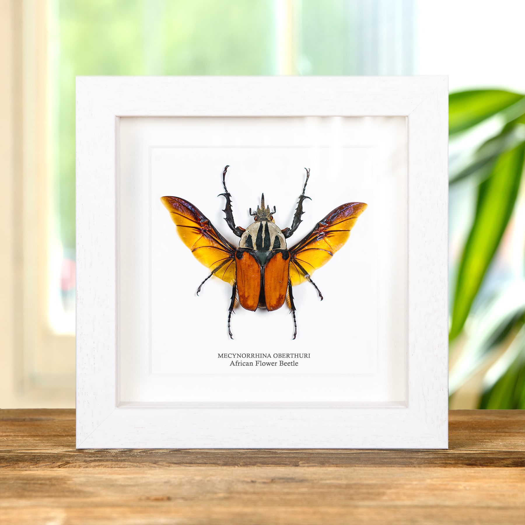 African Flower Beetle In Box Frame (Mecynorrhina oberthuri)