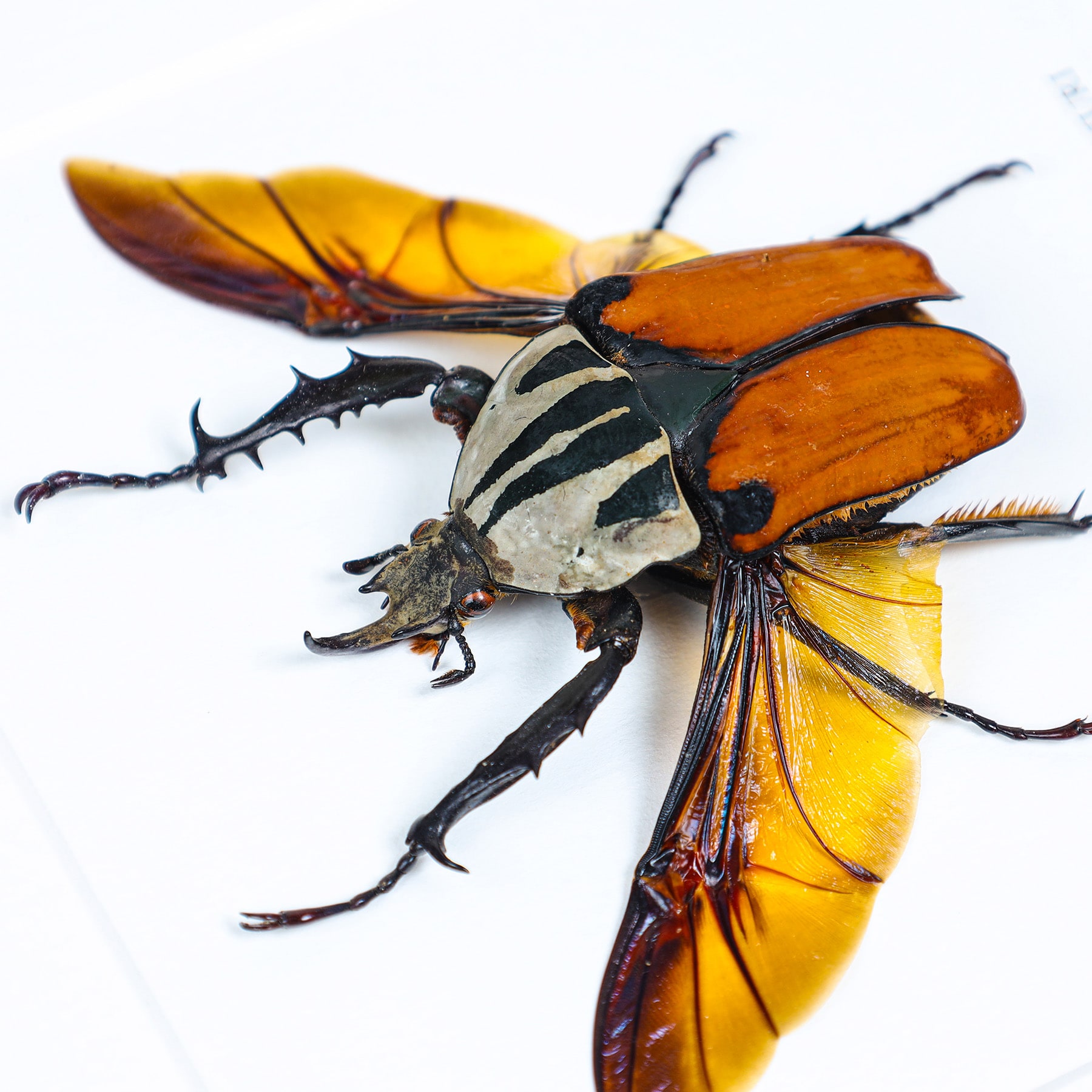 African Flower Beetle In Box Frame (Mecynorrhina oberthuri)