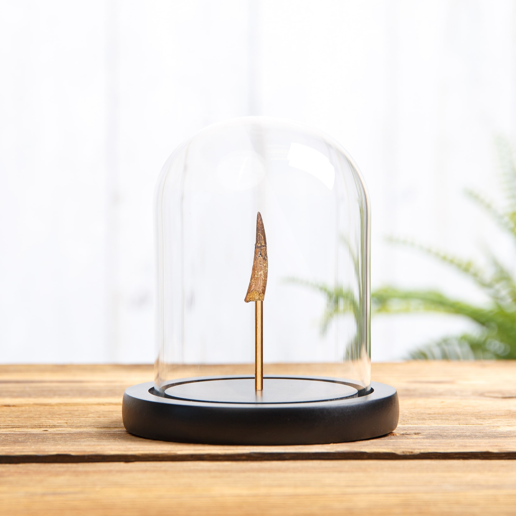 Minibeast Pterosaur Dinosaur Tooth Fossil In Glass Dome With Wooden Base (Coloborhynchus moroccensis)