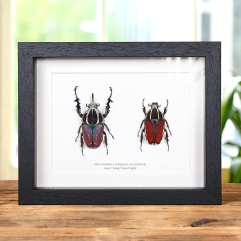 Giant Flower Beetle Male & Female Pair In Box Frame (Mecynorhina torquata ugandensis)