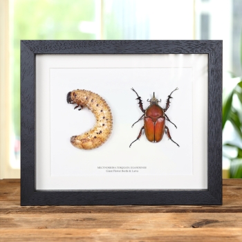 Giant Flower Beetle & Larvae In Box Frame (Mecynorhina torquata ugandensis)