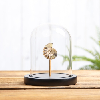 Small Ammonite In Glass Dome With Wooden Base (Cleoniceras sp)