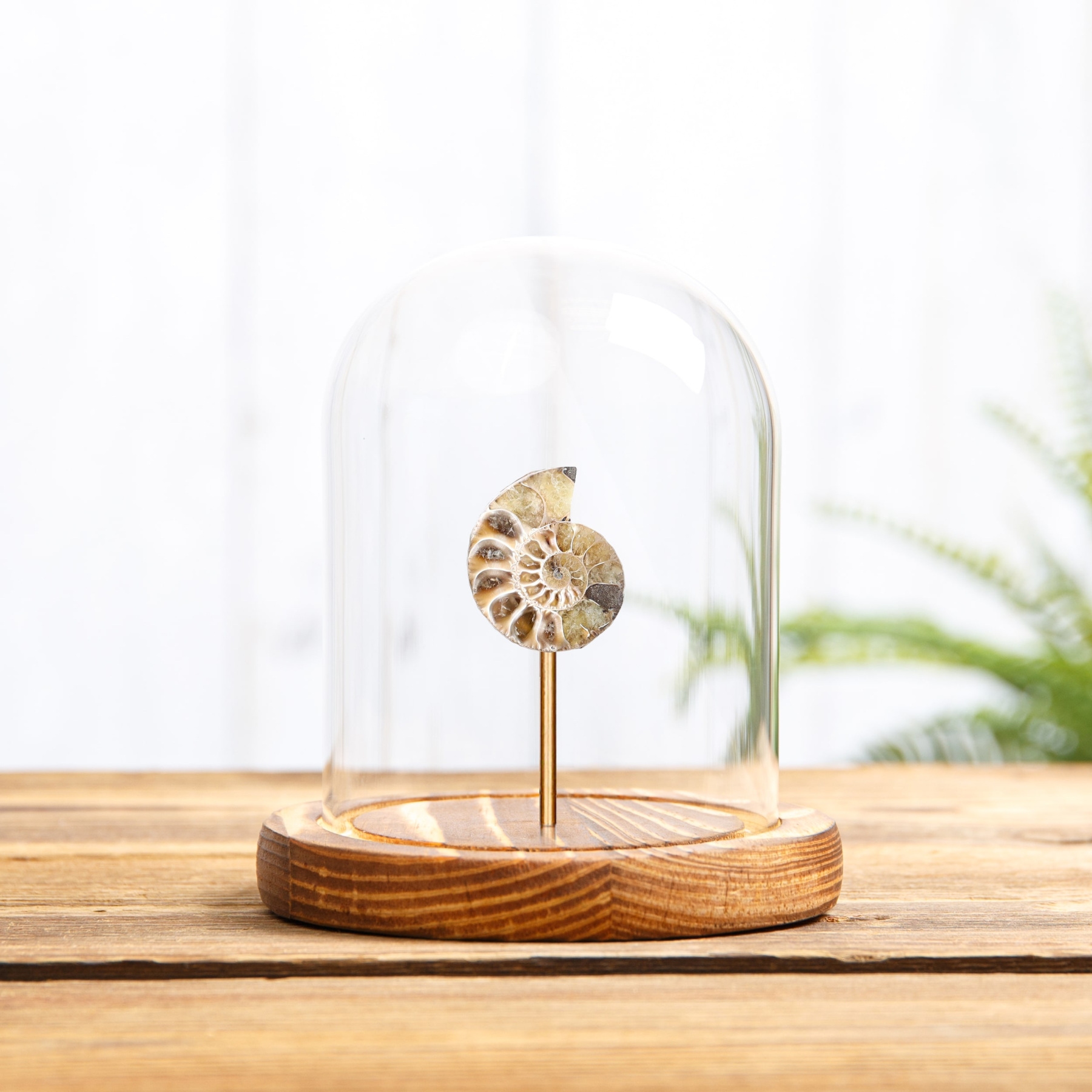 Small Ammonite In Glass Dome With Wooden Base (Cleoniceras sp) Small Ammonite In Glass Dome With Wooden Base (Cleoniceras sp)