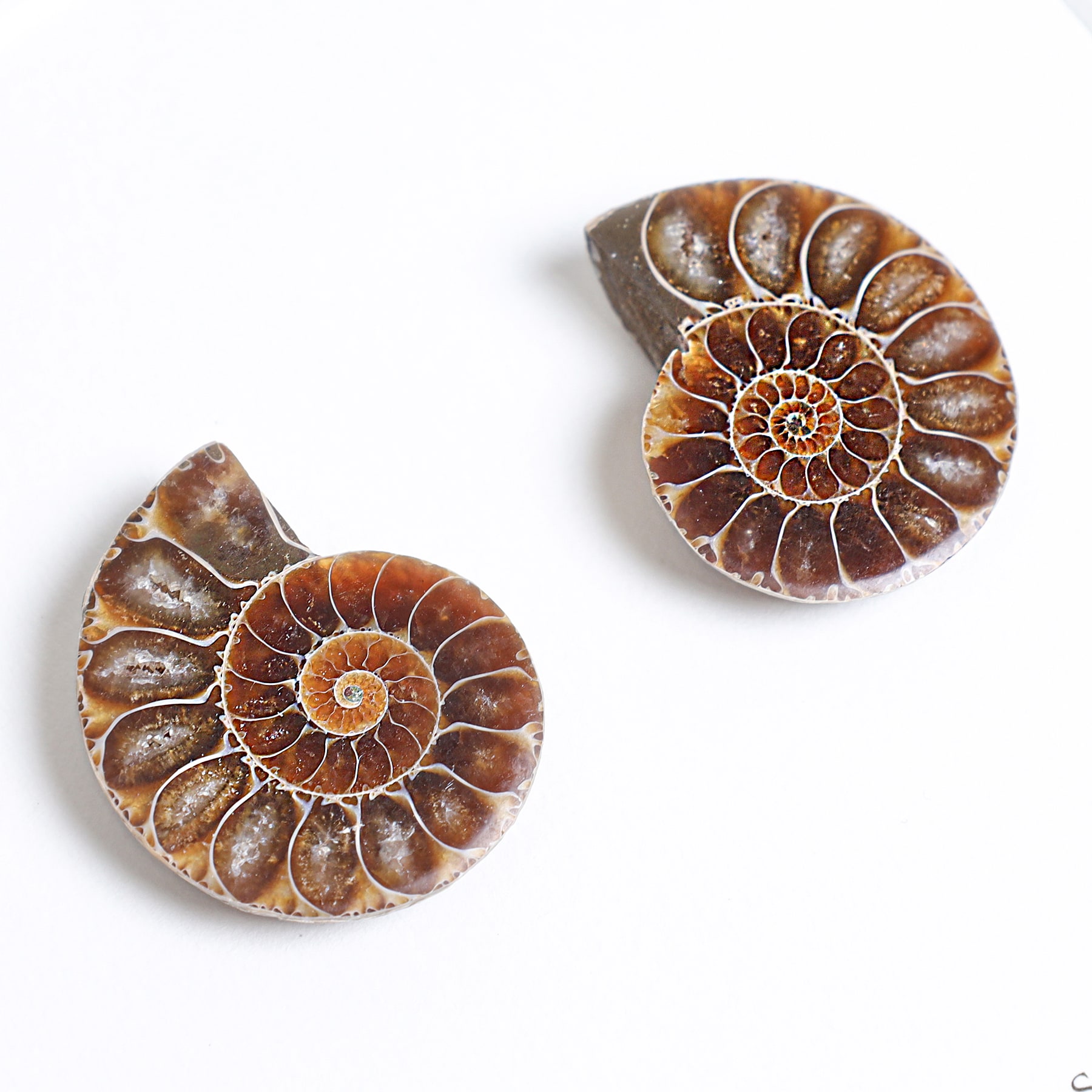 Minibeast Small Ammonite Pair In Box Frame (Cleoniceras sp)