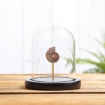 Minibeast Small Ammonite In Glass Dome With Wooden Base (Cleoniceras sp)
