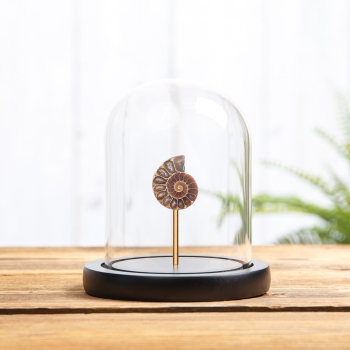 Small Ammonite In Glass Dome With Wooden Base (Cleoniceras sp)