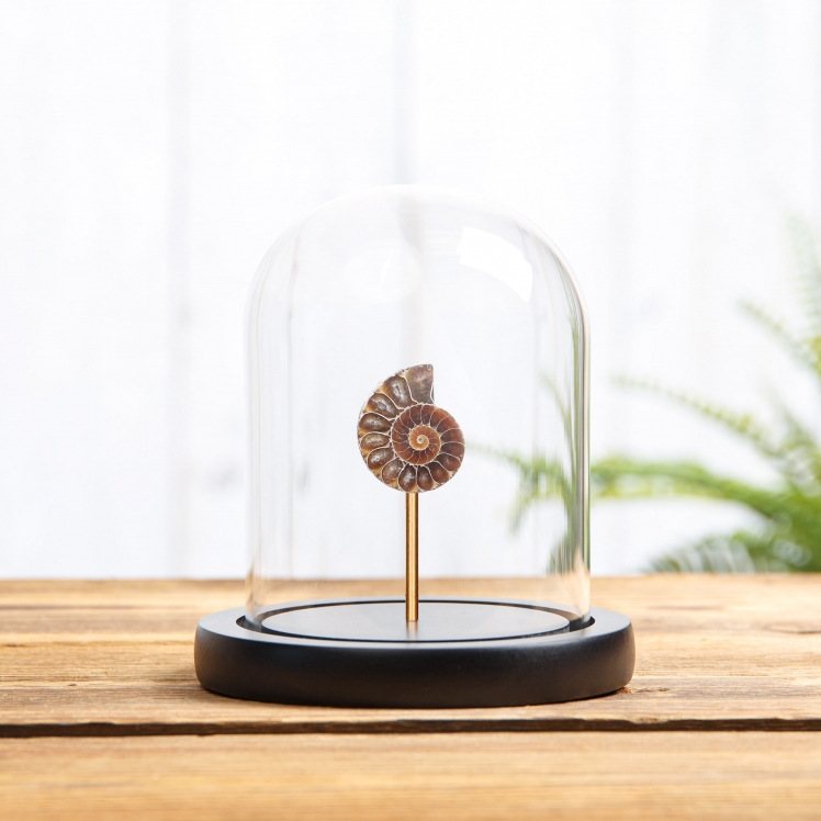 Small Ammonite In Glass Dome With Wooden Base (Cleoniceras sp)