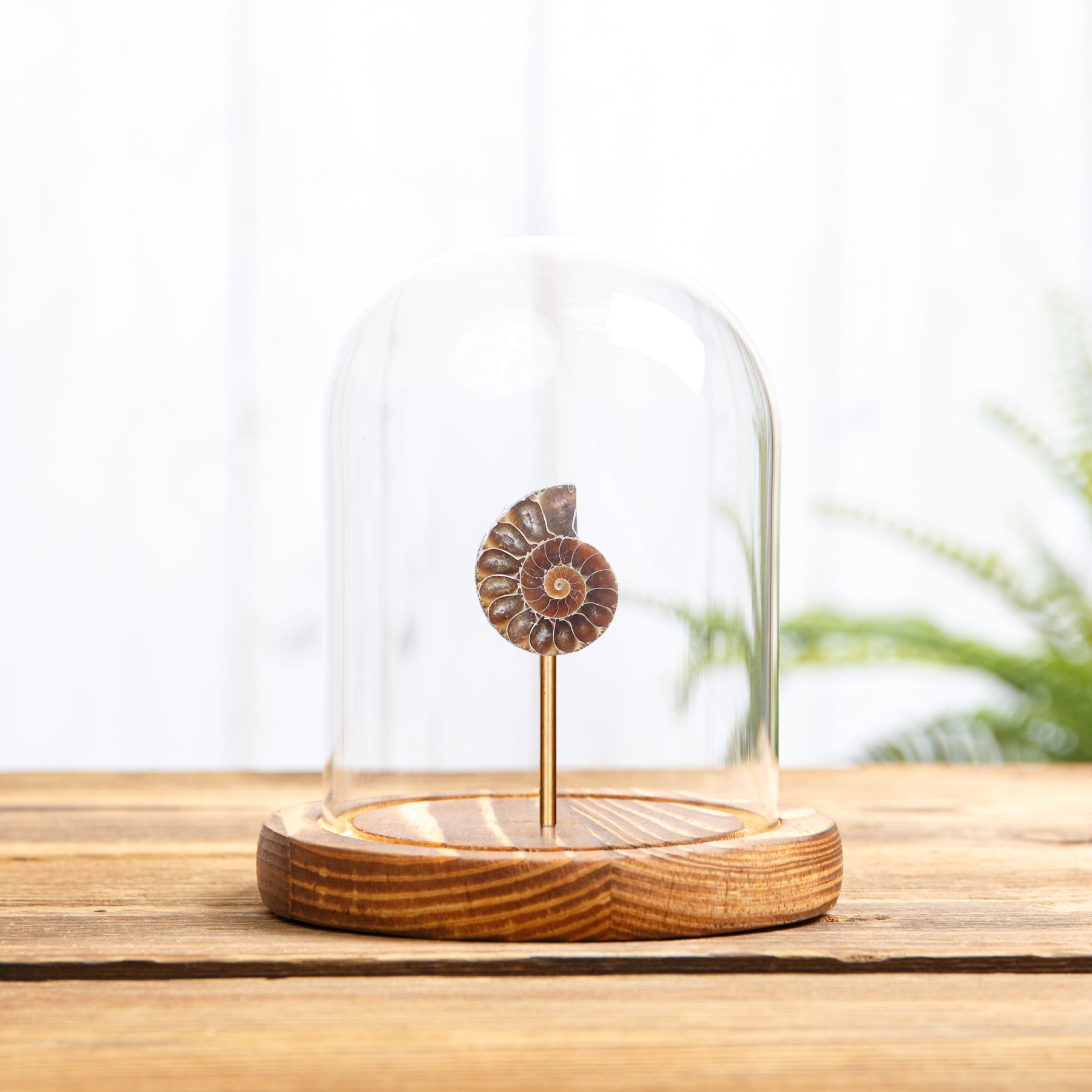 Small Ammonite In Glass Dome With Wooden Base (Cleoniceras sp)