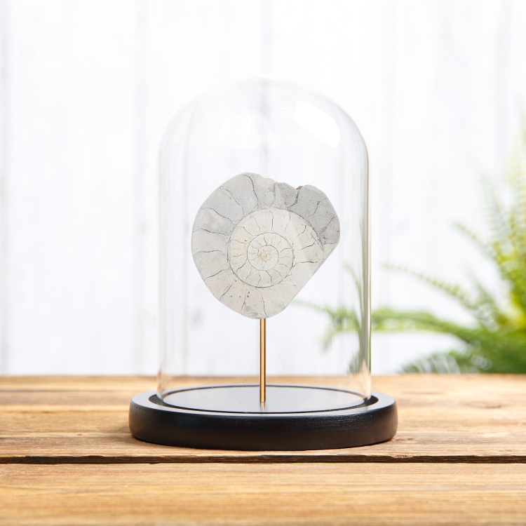 Large Limestone Ammonite from Somerset, GB In Glass Dome With Wooden Base (Cleoniceras sp)