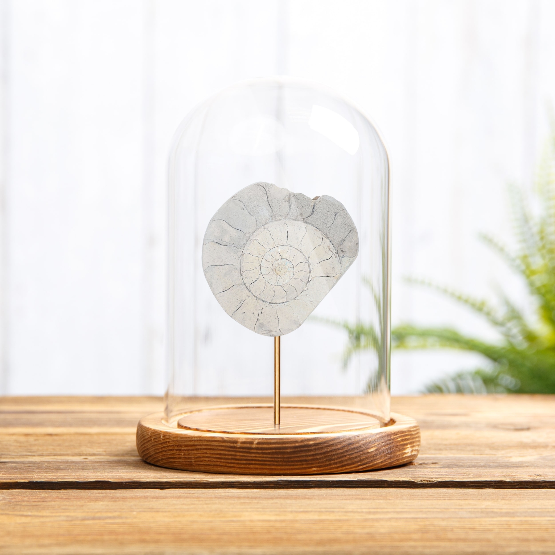 Large Limestone Ammonite from Somerset, GB In Glass Dome With Wooden Base (Cleoniceras sp)