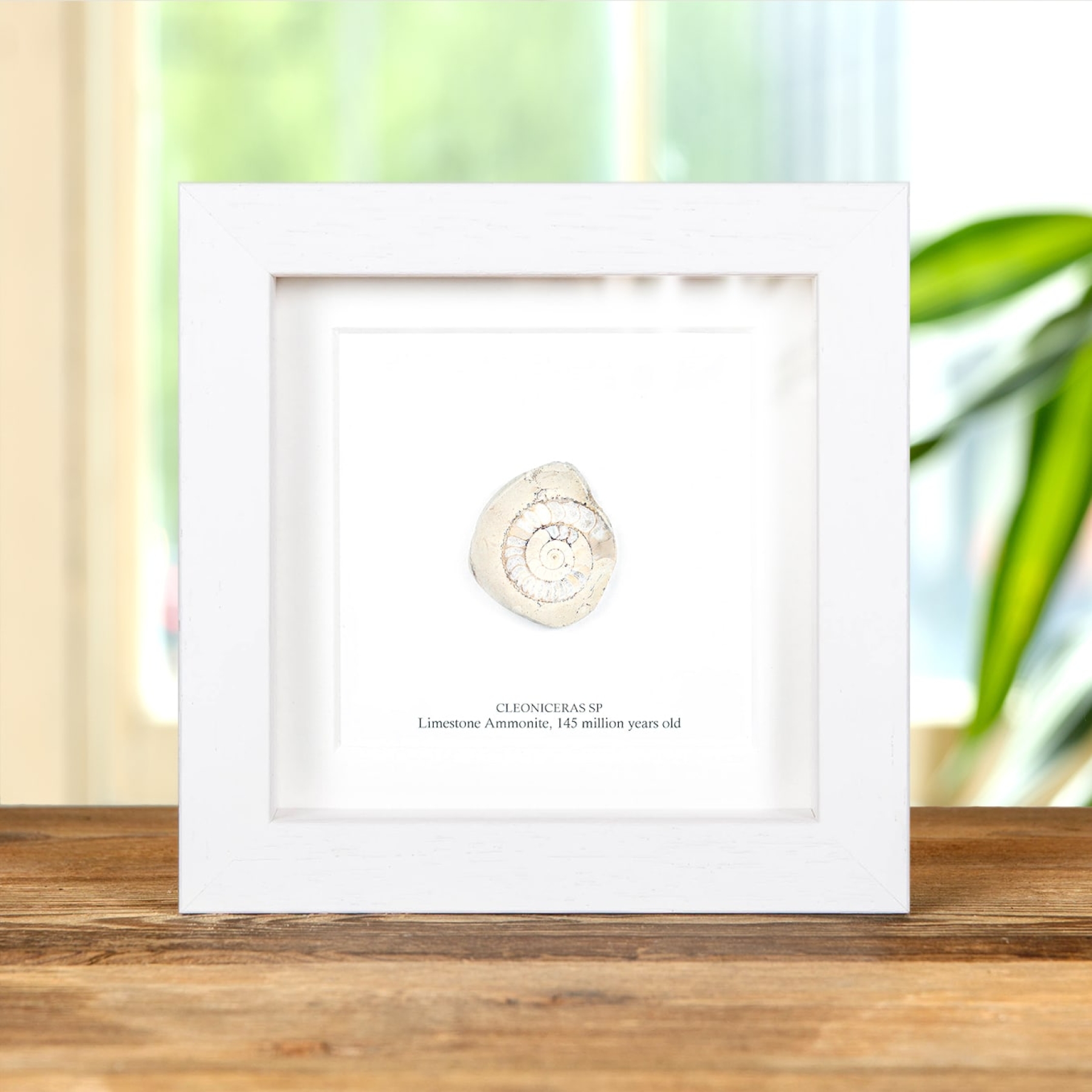 Limestone Ammonite In Box Frame (Cleoniceras sp)