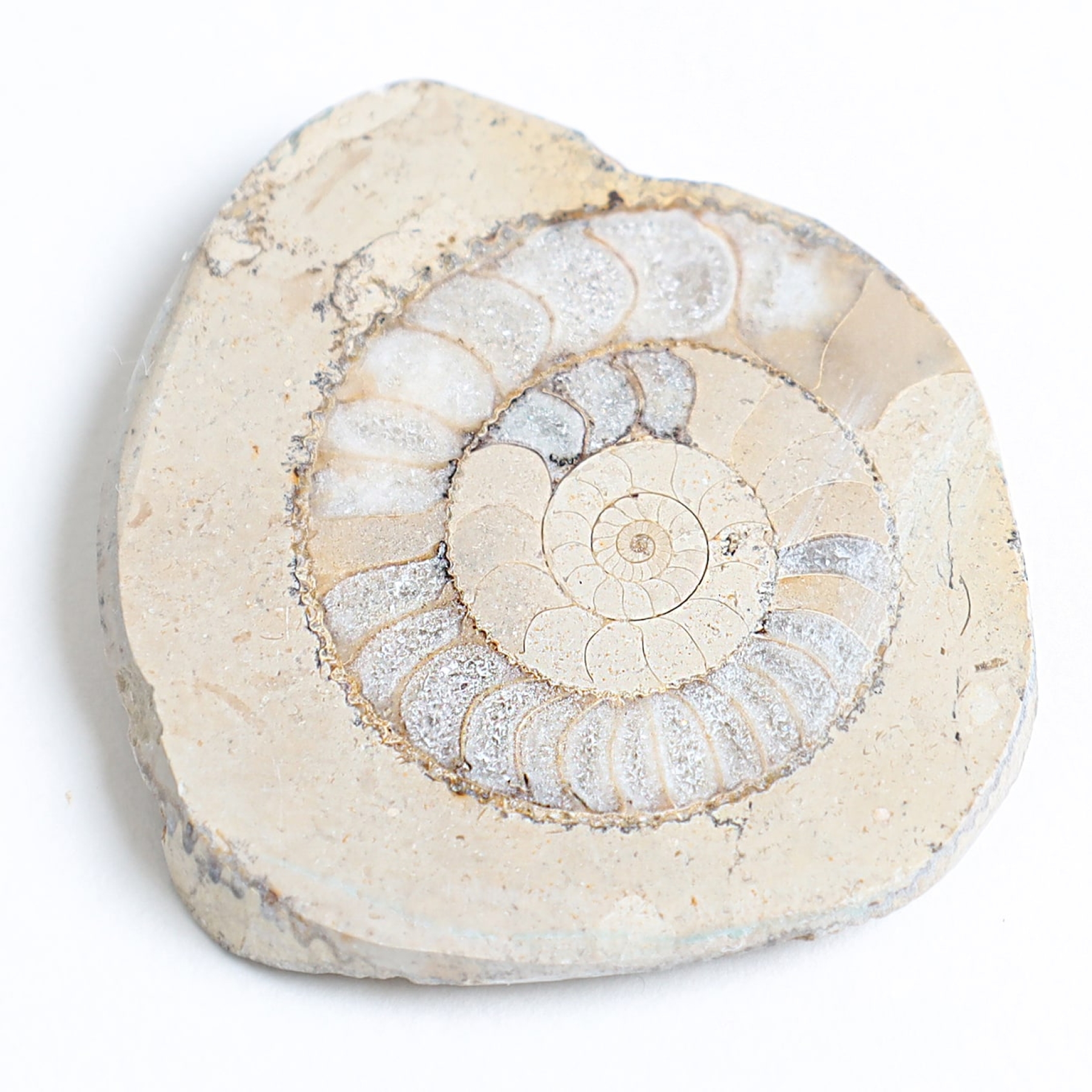 Limestone Ammonite In Box Frame (Cleoniceras sp)