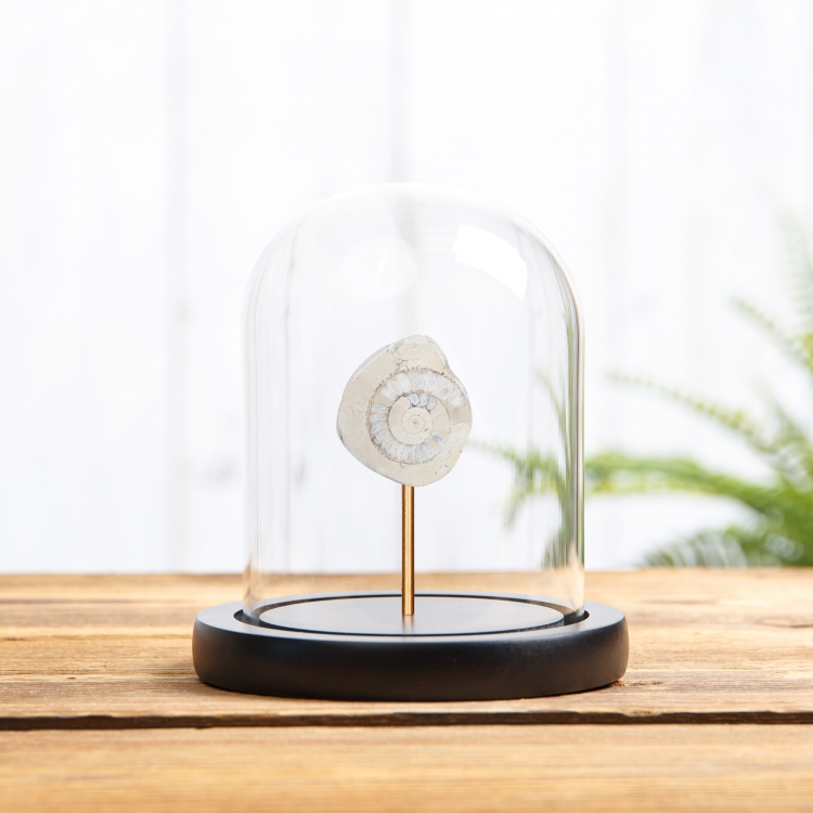 Limestone Ammonite In Glass Dome With Wooden Base (Cleoniceras sp)