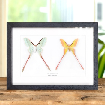 Chinese Moon Moth Male & Female Pair In Box Frame (Actias dubernardi)
