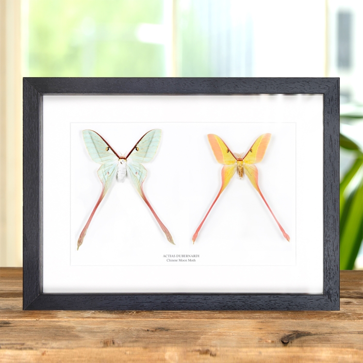 Chinese Moon Moth Male & Female Pair In Box Frame (Actias dubernardi)