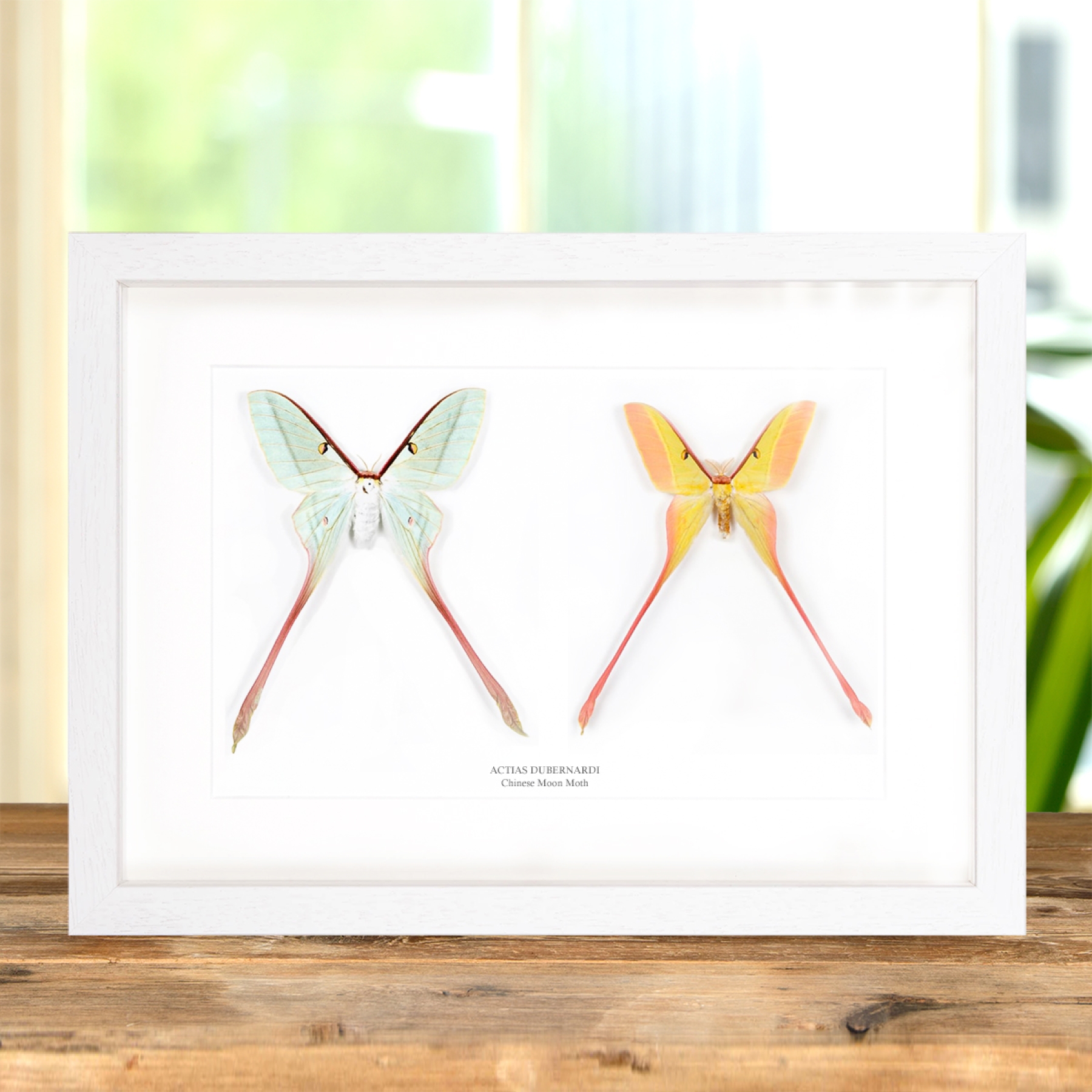 Chinese Moon Moth Male & Female Pair In Box Frame (Actias dubernardi) Chinese Moon Moth Male & Female Pair In Box Frame (Actias dubernardi)