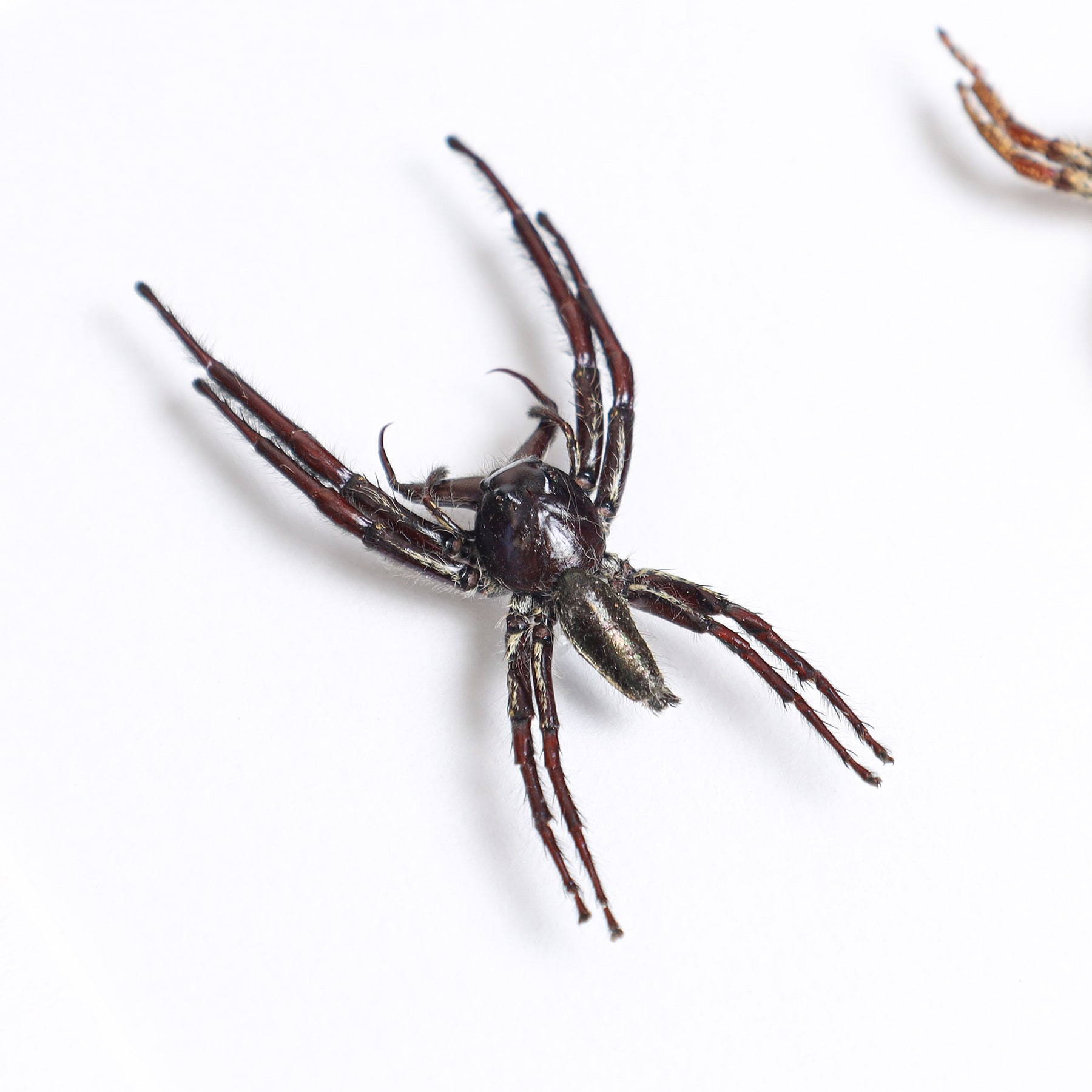 Worlds Largest Giant Jumping Spider Male & Female Pair In Box Frame (Hyllus giganteus)