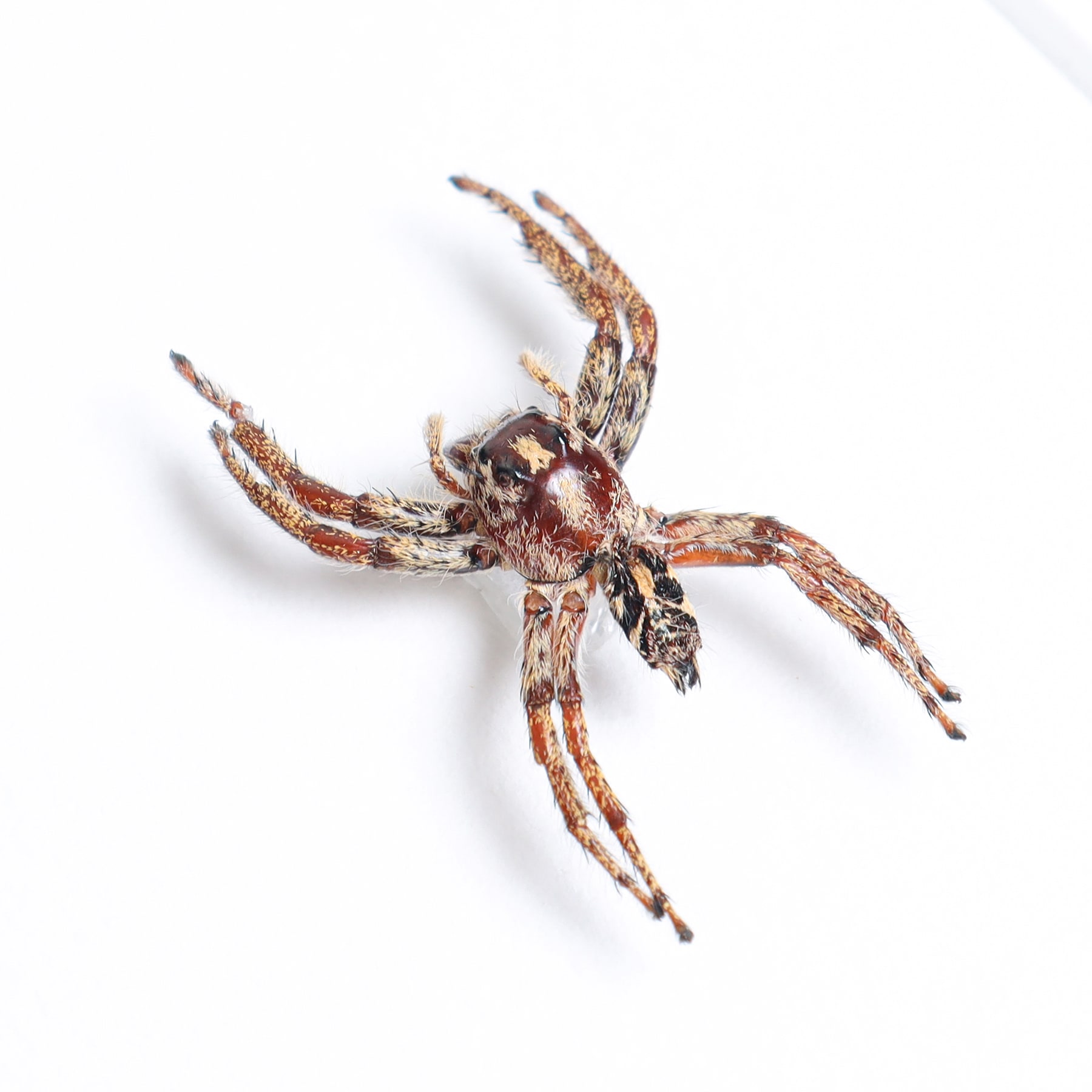Worlds Largest Giant Jumping Spider Male & Female Pair In Box Frame (Hyllus giganteus)