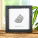 Minibeast Atlas Lizard Dinosaur Bone Fossil Slice In Box Frame (Atlasaurus sp)