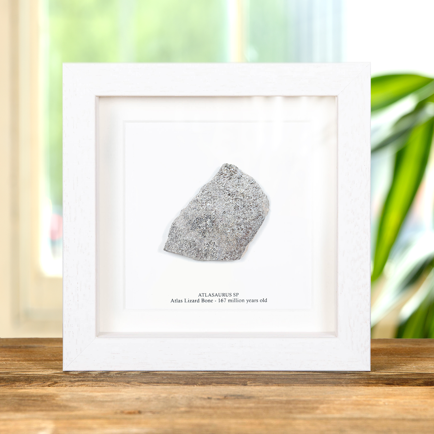 Atlas Lizard Dinosaur Bone Fossil Slice In Box Frame (Atlasaurus sp)