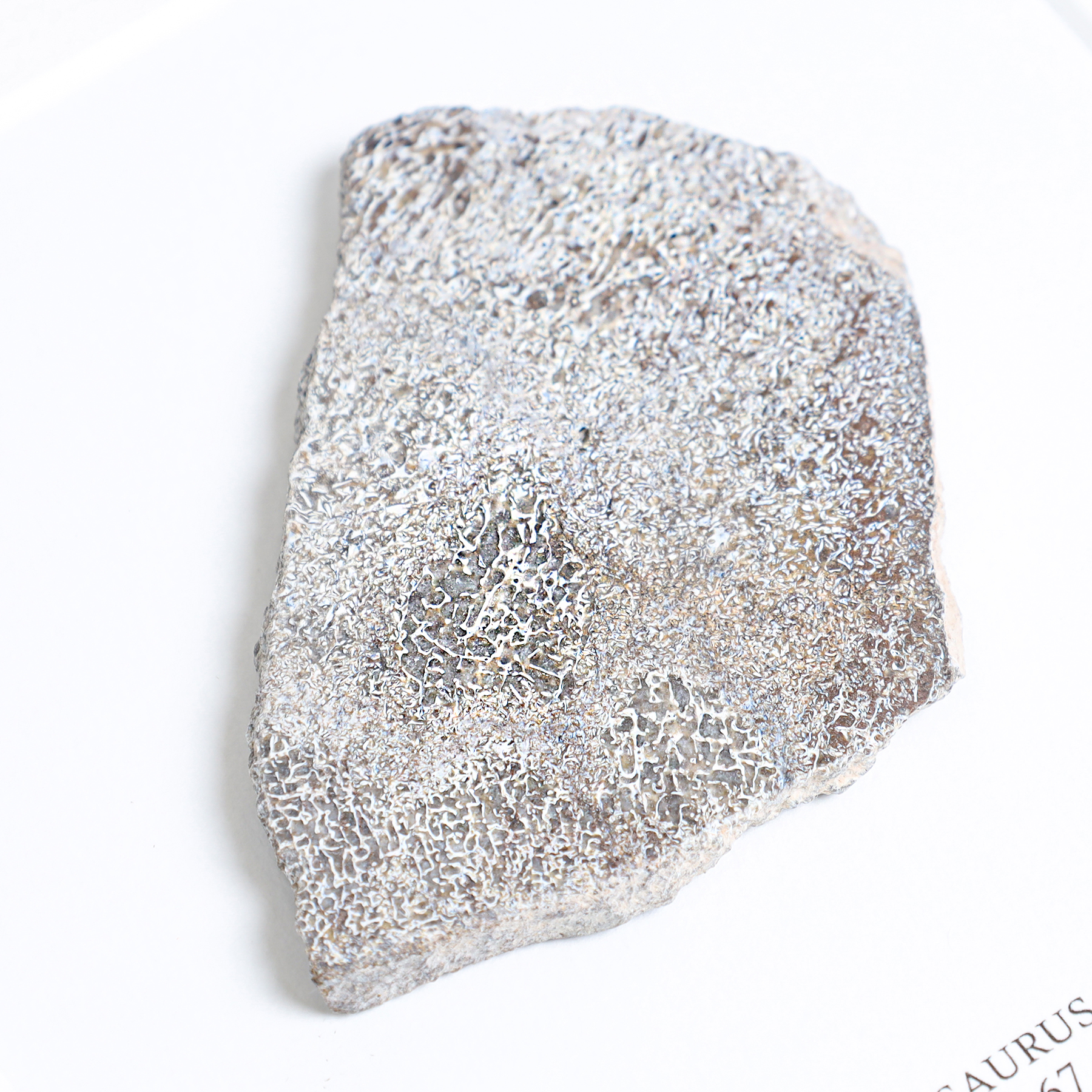 Atlas Lizard Dinosaur Bone Fossil Slice In Box Frame (Atlasaurus sp)