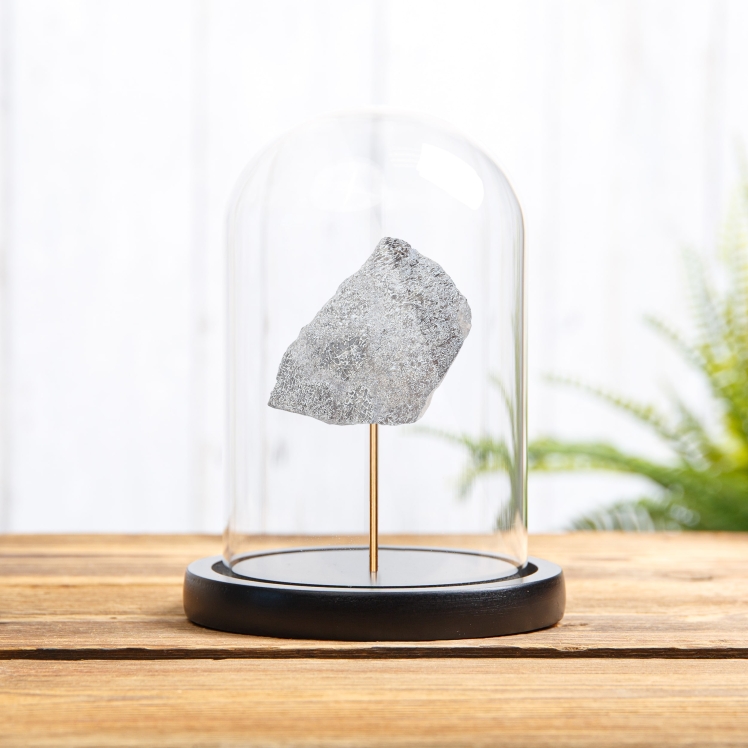 Large Atlas Lizard Dinosaur Bone Fossil Slice In Glass Dome With Wooden Base (Atlasaurus sp) Large Atlas Lizard Dinosaur Bone Fossil Slice In Glass Dome With Wooden Base (Atlasaurus sp)