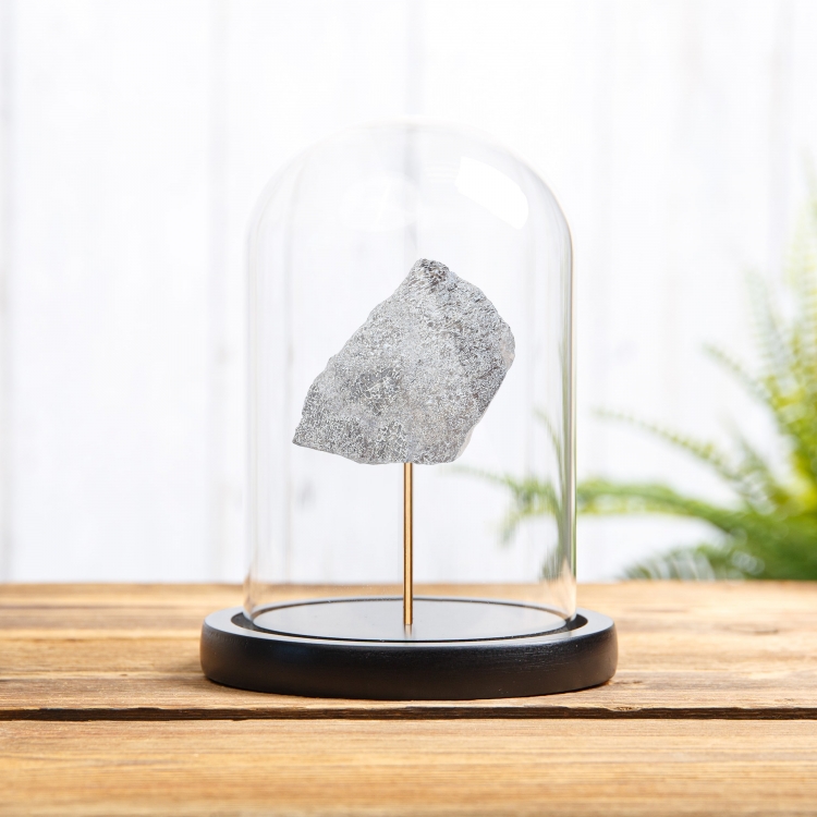 Large Atlas Lizard Dinosaur Bone Fossil Slice In Glass Dome With Wooden Base (Atlasaurus sp)