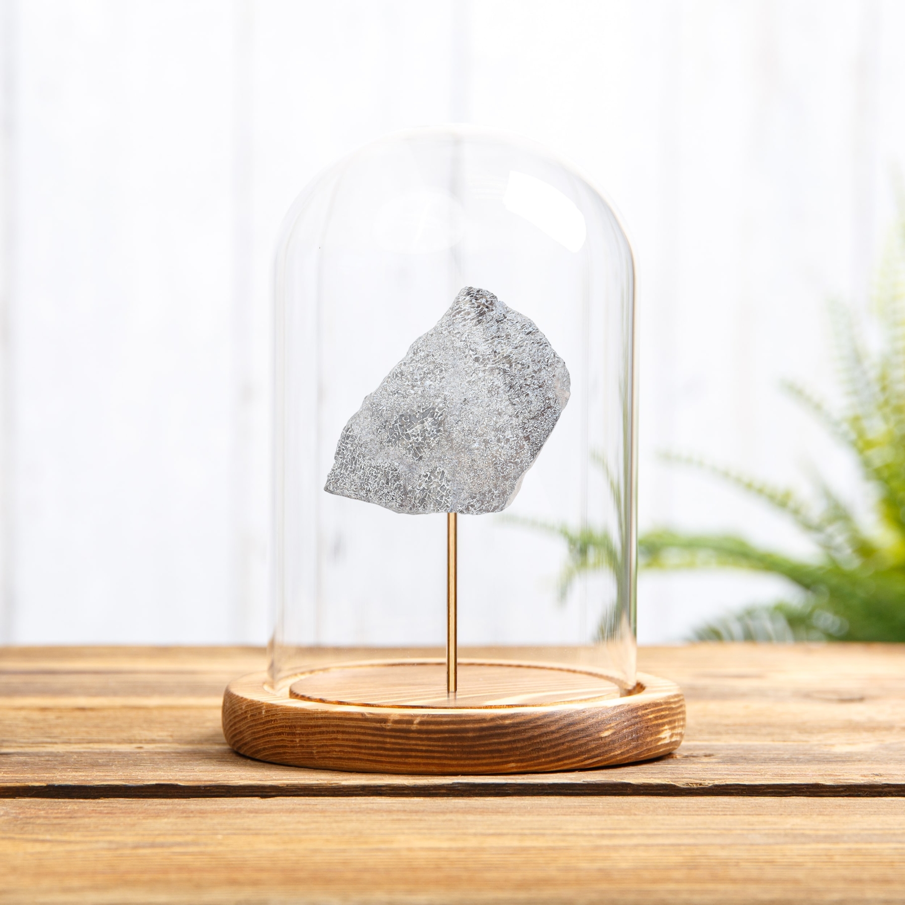 Large Atlas Lizard Dinosaur Bone Fossil Slice In Glass Dome With Wooden Base (Atlasaurus sp)