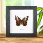 Minibeast The Clipper Butterfly In Box Frame (Parthenos sylvia brunnea)