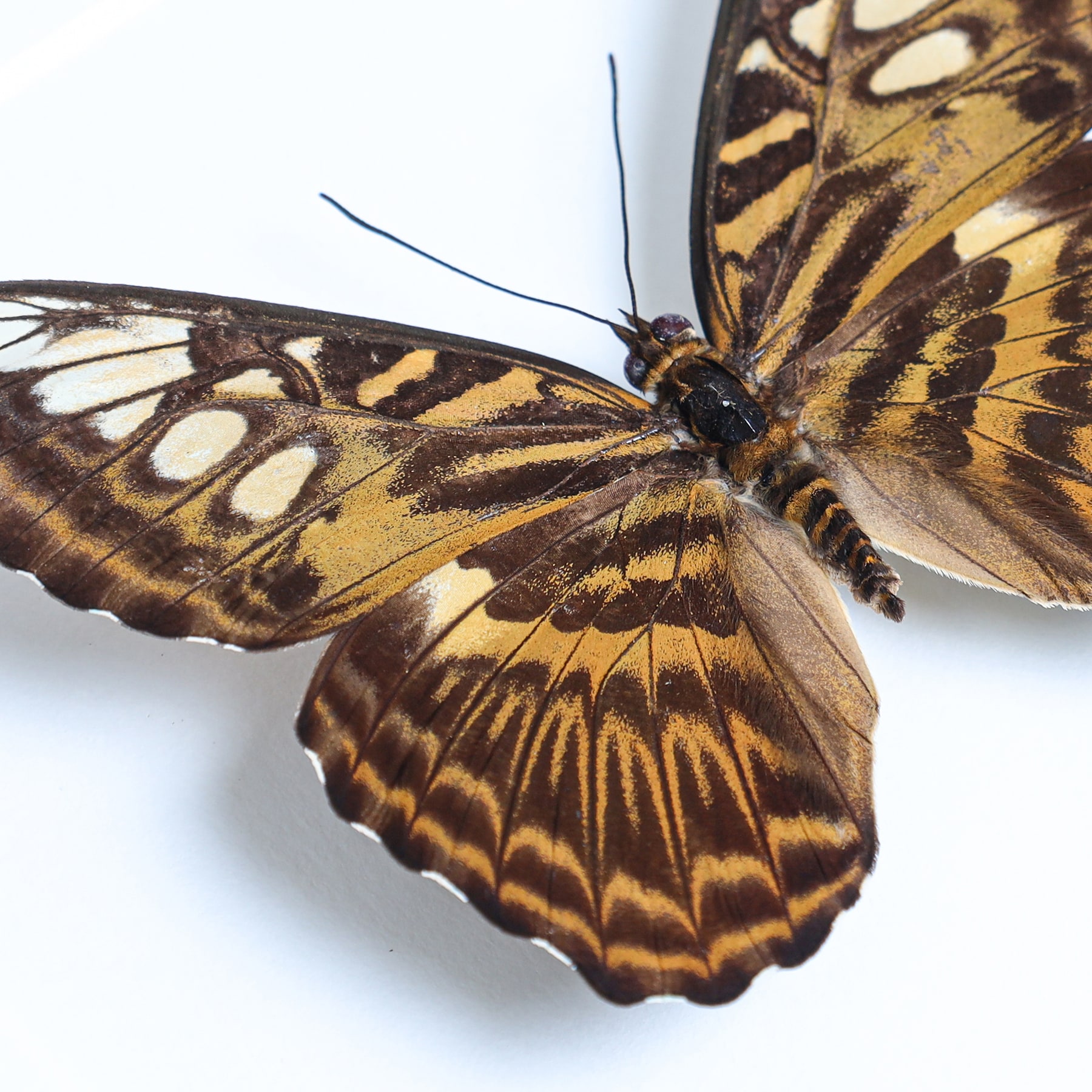 The Clipper Butterfly In Box Frame (Parthenos sylvia brunnea)