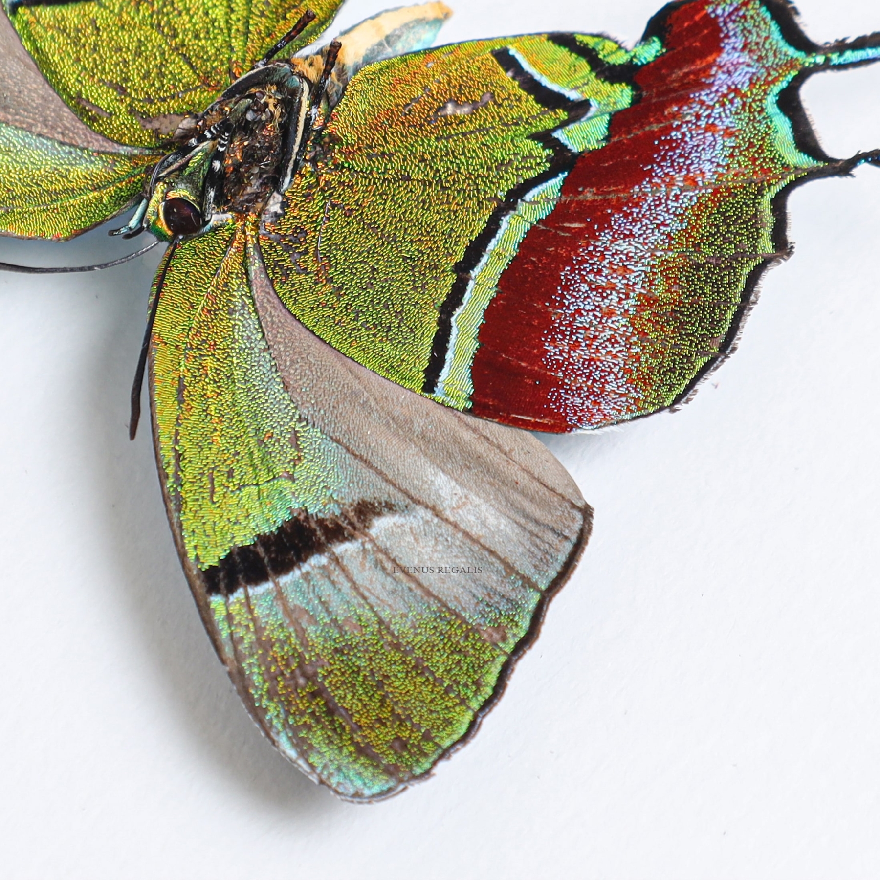 Minibeast Regal Hairstreak Butterfly In Box Frame (Evenus regalis)