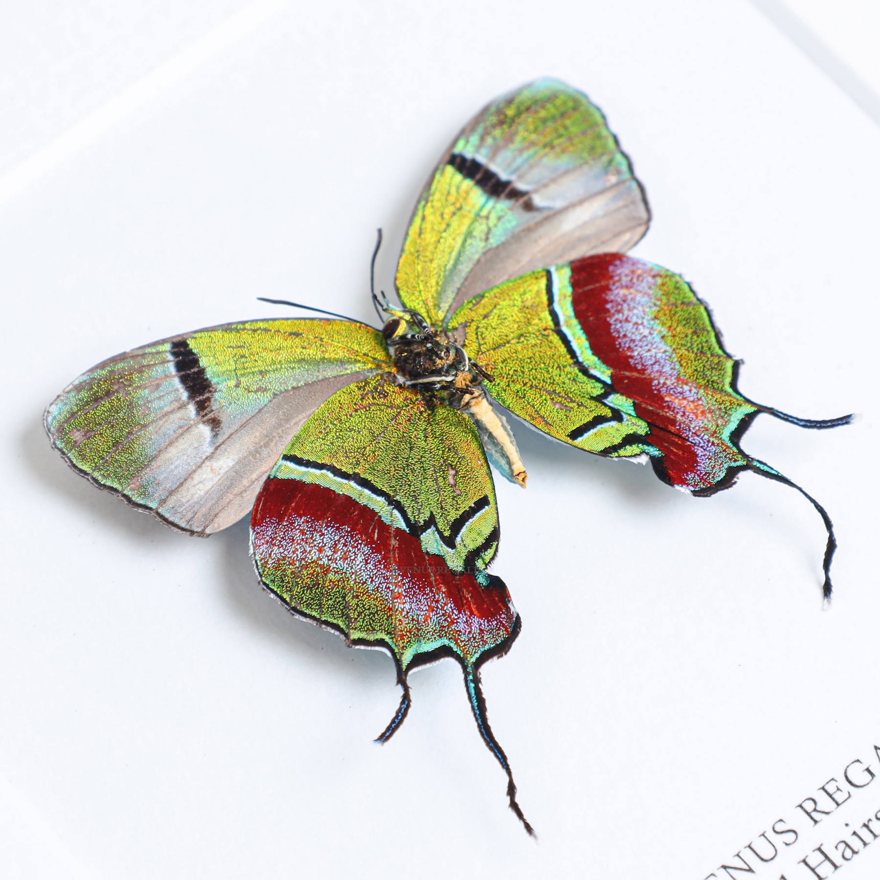Minibeast Regal Hairstreak Butterfly In Box Frame (Evenus regalis)