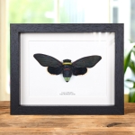 Giant Rainforest Cicada In Box Frame (Tacua speciosa) Minibeast Giant Rainforest Cicada In Box Frame (Tacua speciosa)