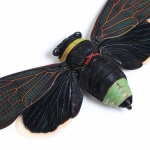 Giant Rainforest Cicada In Box Frame (Tacua speciosa)